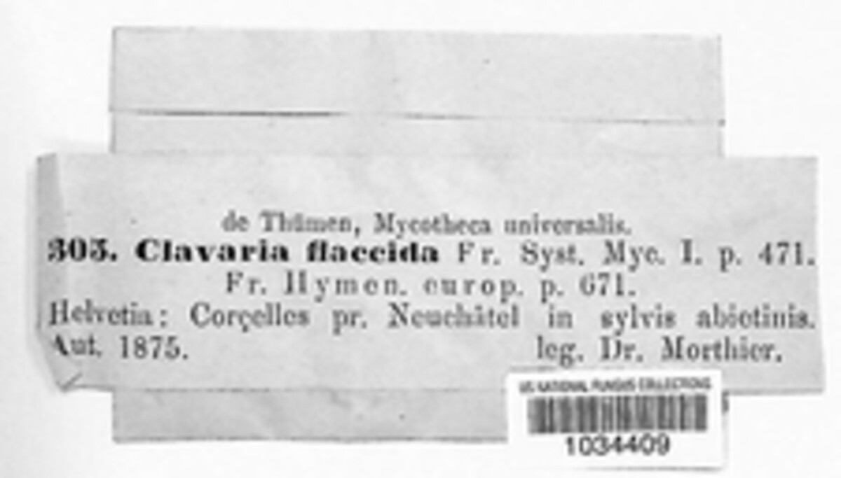 Phaeoclavulina flaccida image